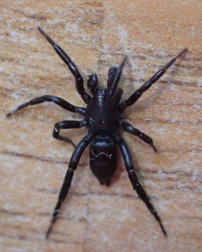 Réf. 234 508 : Drassyllus praeficus